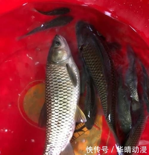  『碰到』每次碰到大鱼都跑鱼？做好这4点，中钩的鱼就只能乖乖上岸了