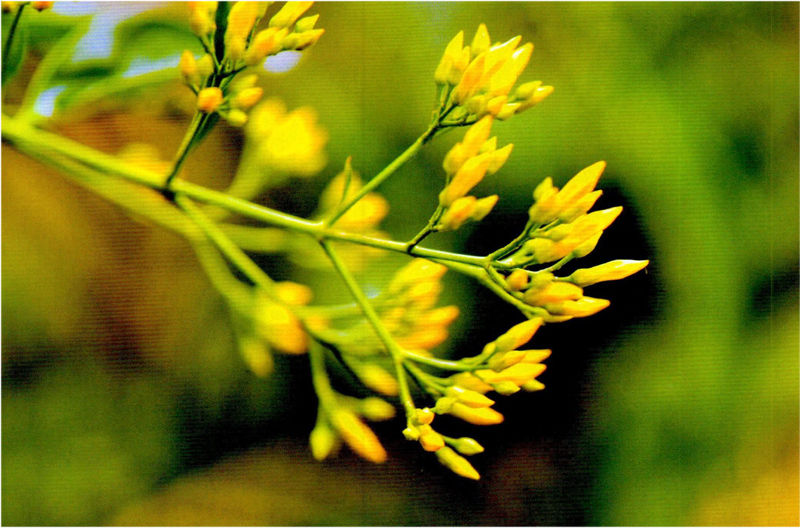 「毒门」植物界三大毒门世家