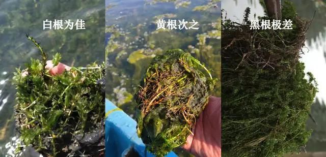  [大规格的小龙虾]小龙虾养殖的怪事：前期苗子很多的塘口却起不