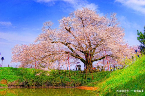 2019年樱花前线来袭！快来看最新樱花季预测！