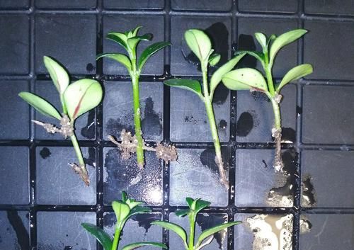  扦插繁殖■金鱼吊兰什么时候扦插易冒小白根存活？养花达人说一年四季都可以