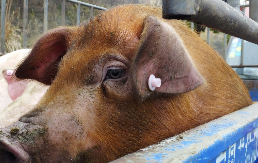 一块标价1.8亿的石头现身湖北，据说只因石头上有个金色猪头
