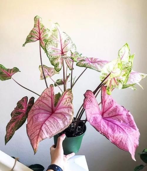  【环境下】不想家里养的植物看着太单调，养一盆五彩芋就会能改变