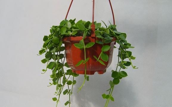  【名字】这种植物特别像钱币，名字也很好听！