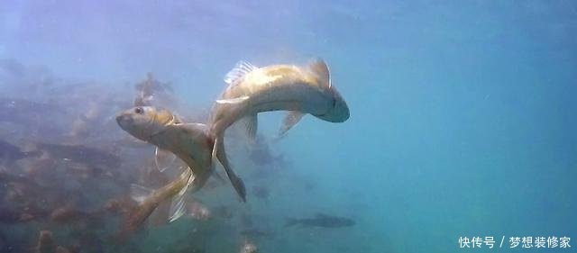 这个湖泊有上亿公斤的鱼，却没人敢捕捞！而且鱼量仍在增长