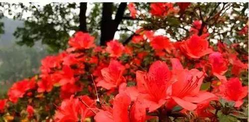 2019长沙最新旅游攻略，2019长沙最佳赏花时间表来了！