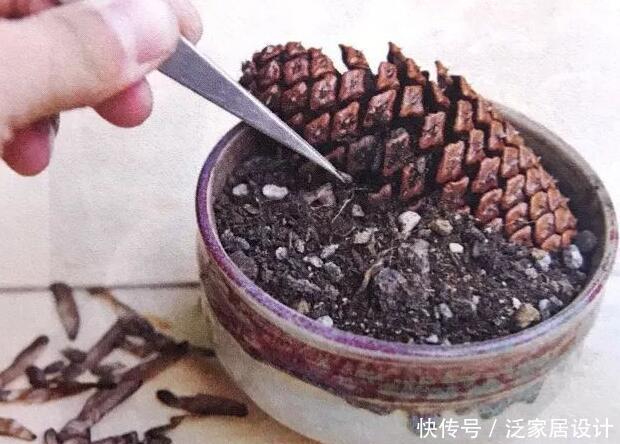  【精致】掉落的松果捡回家，一半埋土里，7天浇一次水，半个月变精致盆景