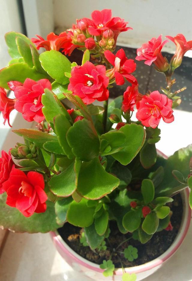  扦插繁殖■开花很勤、很美的“3种花儿”，给点阳光就开花，一直开花不断