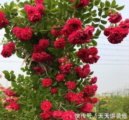 种植|此花,有着“开花机器”的美称,东北三省都能养,花香更胜桂花