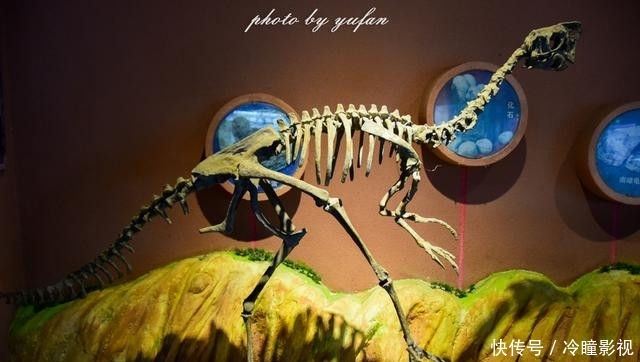  #恐龙蛋化石#世界上恐龙蛋最多的地方竟然就在广东，密密麻麻，