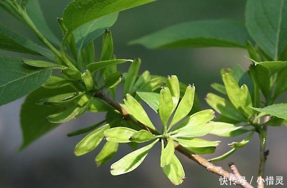  #植物#农村这种树因皮而贵, 内含“银丝”, 被称植物黄金, 有人