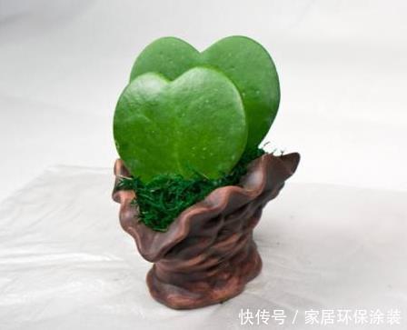 『养花』新手养花,不如养观赏精品:心叶球兰,披散飘逸,别有情趣
