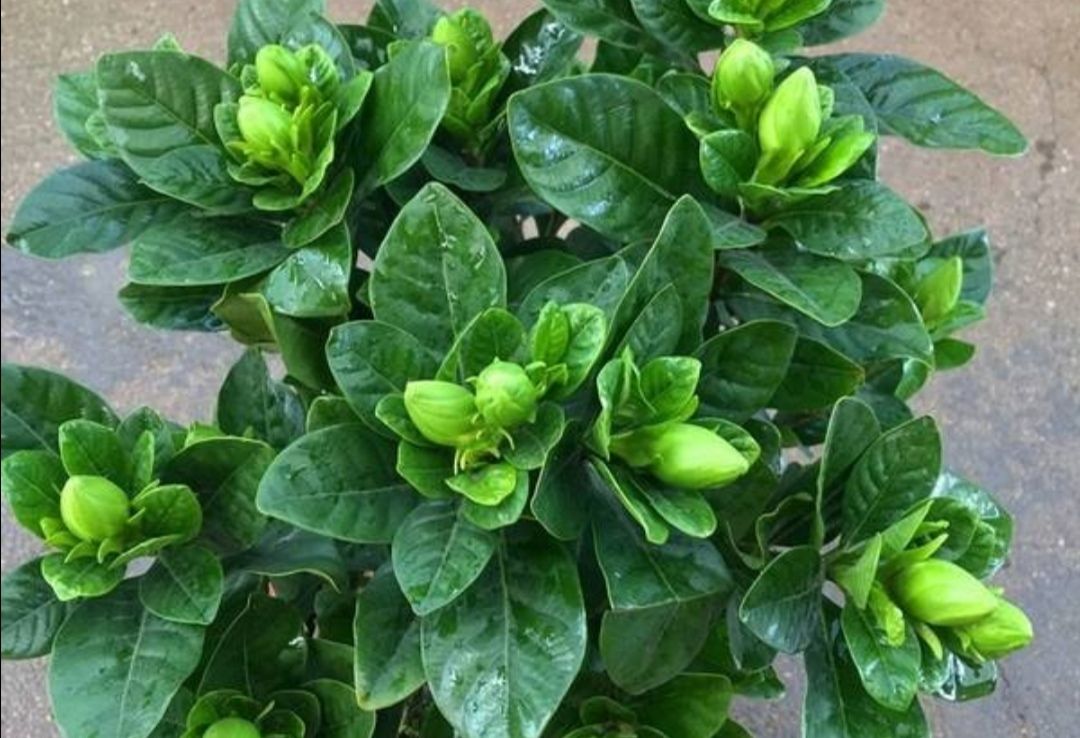 叶子浓绿|给栀子花浇这种肥水,花蕾多到爆满枝头,叶子也浓绿