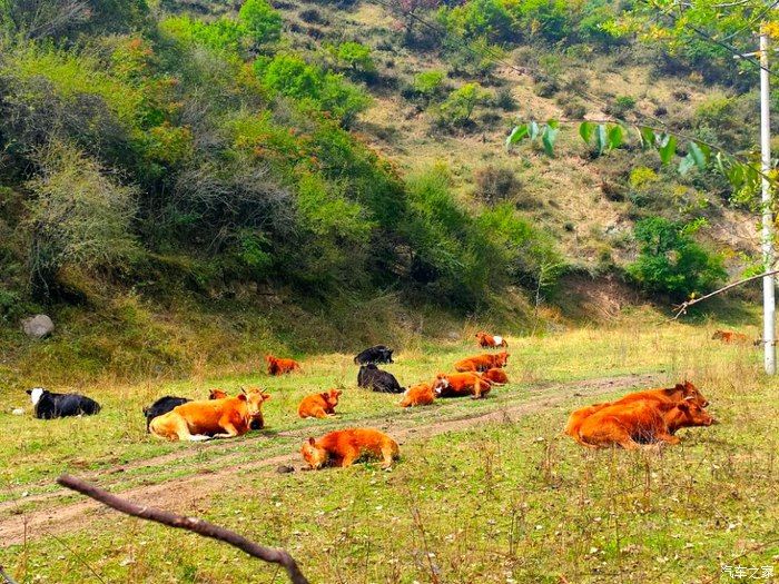 十一小假，哈弗H6 Coupe和表妹一起游甘南记
