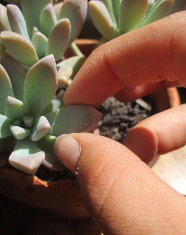  【植物】用叶子来繁殖多肉植物，不小心碰掉的叶子，不要当垃圾丢了