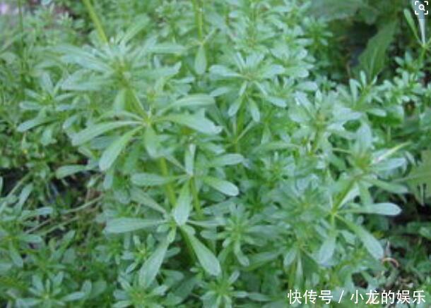一种导致农作物倒伏减产的害草，城里卖的比肉还贵，一斤30块