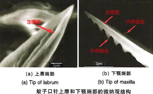 辟谣：蚊子在吸血时拍死蚊子，真的会死人吗？
