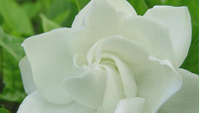  #栀子花#万花之中大爱栀子花，冬前做好这四点，确保来年再见栀子花开！