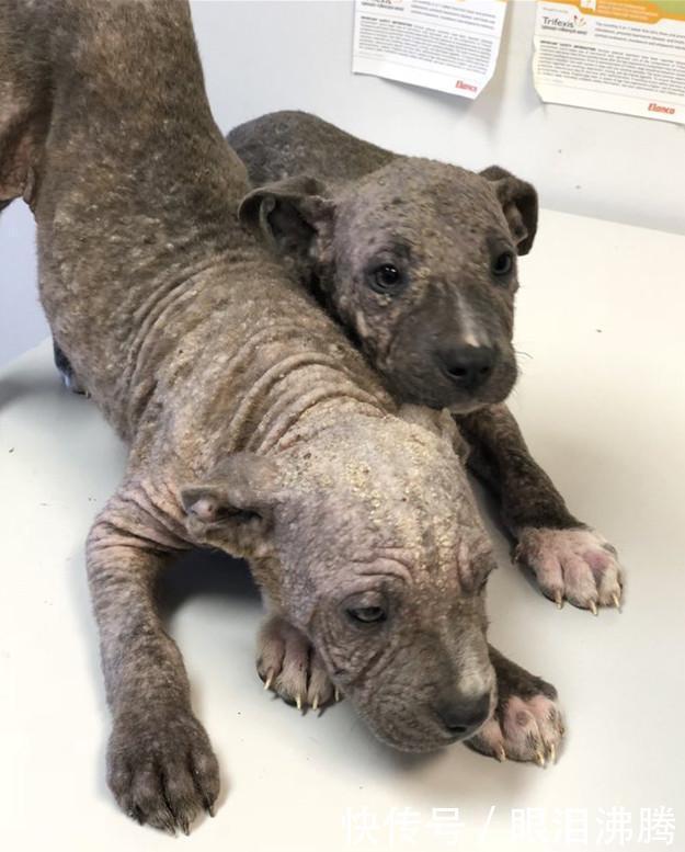 小狗因皮肤病被前主人抛弃,恢复后,惊艳众人!