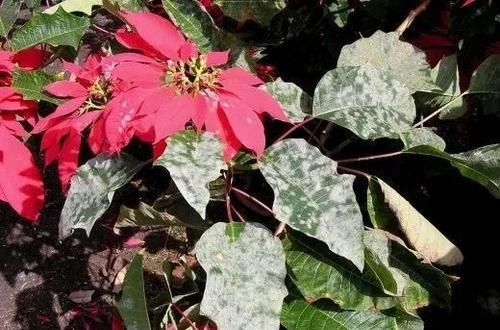  「轻松」不打农药也可彻底清除白粉病，厨房这6种可轻松杀菌