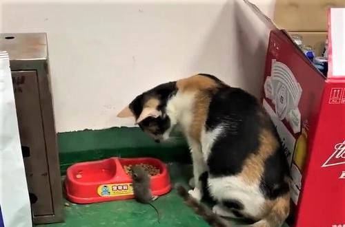  关爱@猫咪抓到老鼠，下一秒竟请它吃饭，满满关爱：你怎么还不吃？