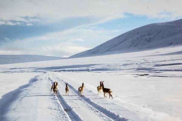可可西里无人区  盐湖沙漠雅丹雪山湖泊草原原始风貌生机盎然