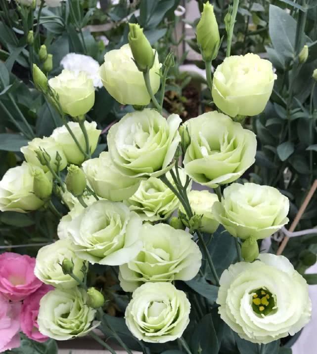  「玫瑰」最好看的盆栽草花，花朵漂亮似玫瑰，花期长养护也简单