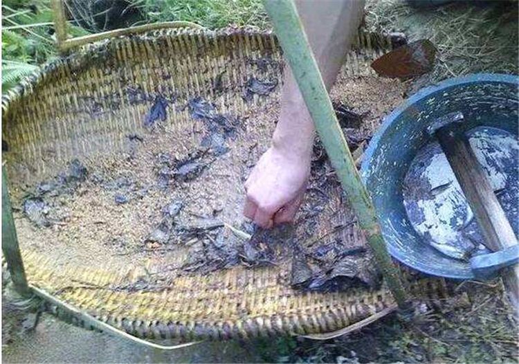  「鱼缸」20年前太多没人要，如今有农民大量养殖，一尾卖5元