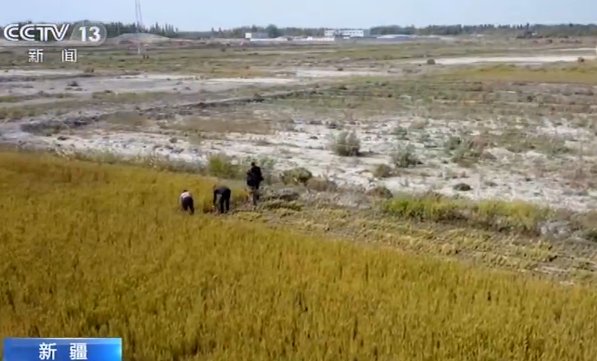  「收割」新疆300亩海水稻开镰收割 平均亩产超千斤