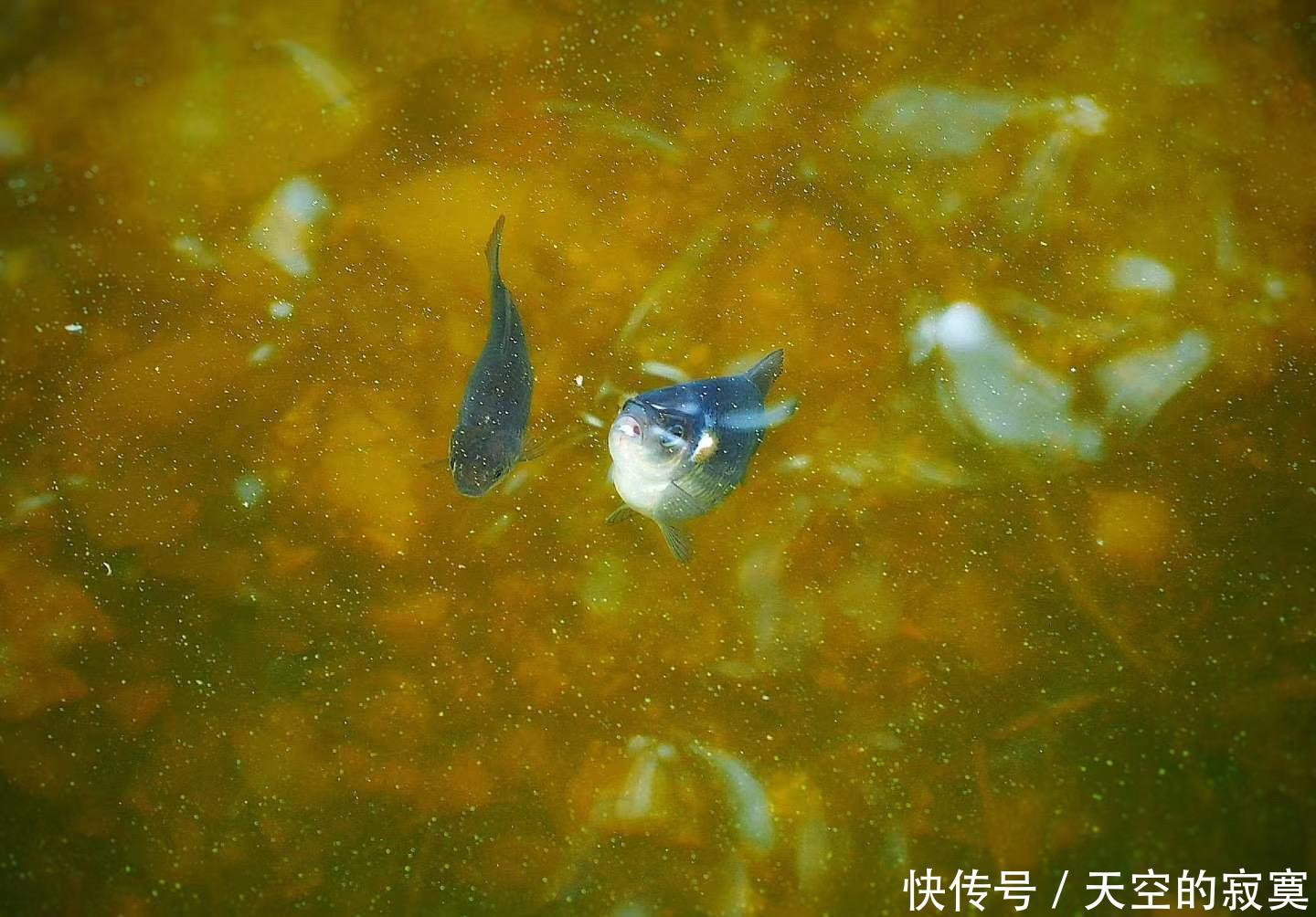 【绚烂】人间胜境香格里拉,藏着一座如水彩画般绚烂的宝藏公园,美如诗画