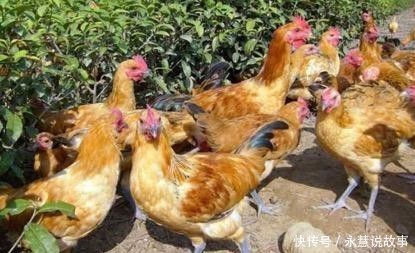  【喂养】想用昆虫养鸡，但是不知如何下手，这几点需要知道