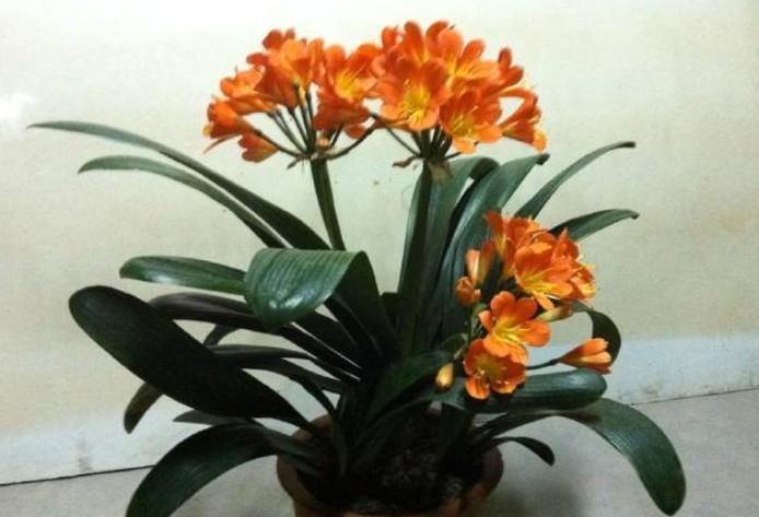  【花苞】君子兰爱“喝酒”，1个月喝一杯，根壮叶肥，花苞呼呼爆，开满花