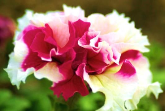 『不妨』养花不妨养花期长的,花色高贵浓艳,年年花开惹人爱,超美艳