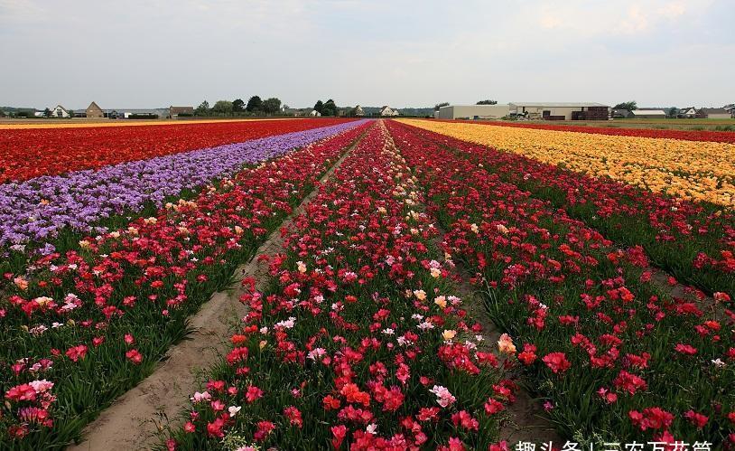 #种植#花卉种植技术:花卉种植的温度,怎样调节温度能使花卉正常生长!