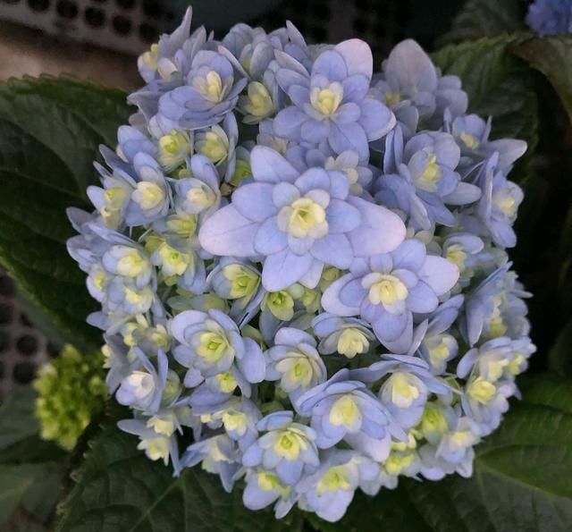  绣球：绣球花常见的5个黄叶原因，搞懂了，绣球花开花爆盆成老桩