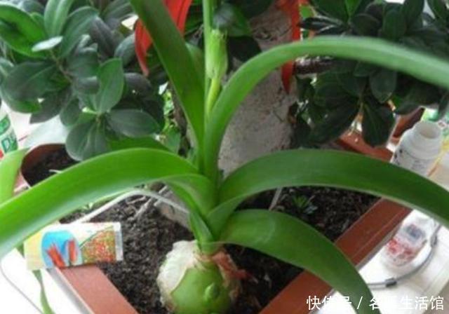 万年青@养殖虎眼万年青该怎么浇水?弄清前提、时机,植株越长越旺