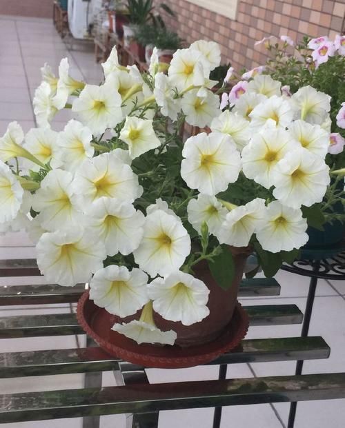 【花园】想阳台变成“小花园”?养几种试试,生长快易爆盆,花开美又好养
