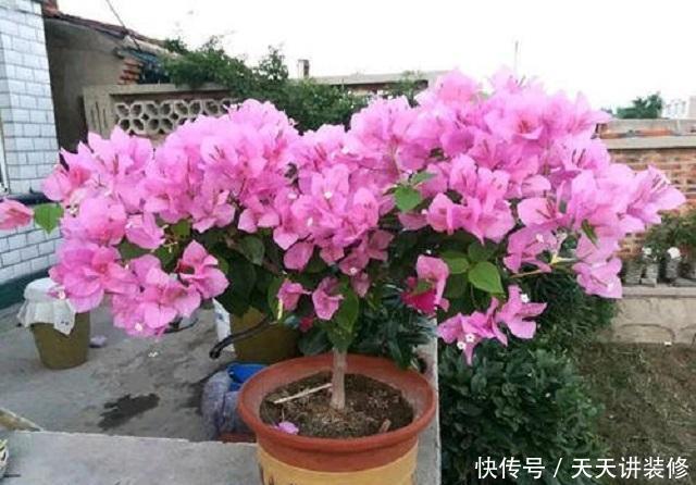 『三角梅』三角梅养护,有3个“绝招”,能让它花开朵朵超美观,不懂赶紧学