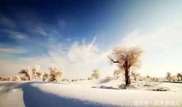 额济纳旗下雪了！雪后的白色胡杨林，惊艳了所有人！