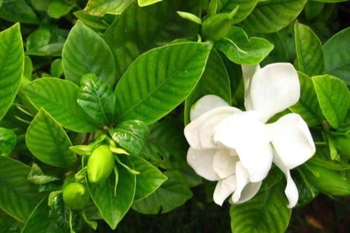  『栀子花』我家养的栀子花不发新芽，有时候还掉叶子，该怎么拯救？