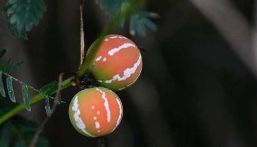  「野果子」这种野果子很奇特，就像西瓜一样，名字叫什么呢，可以吃吗？