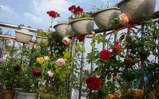 『花儿』屋顶造一个清新居家“小花园”,一起看花儿沐浴阳光雨露