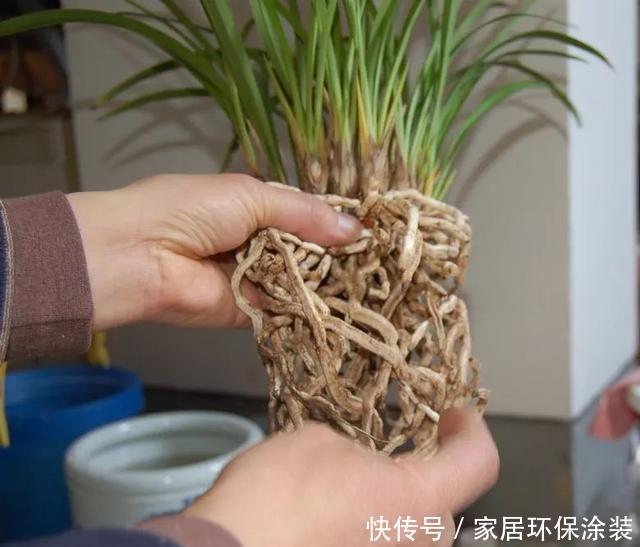  [些花友养]兰花养爆了盆，春天1个小技巧，分出20盆，瞬间变大户！