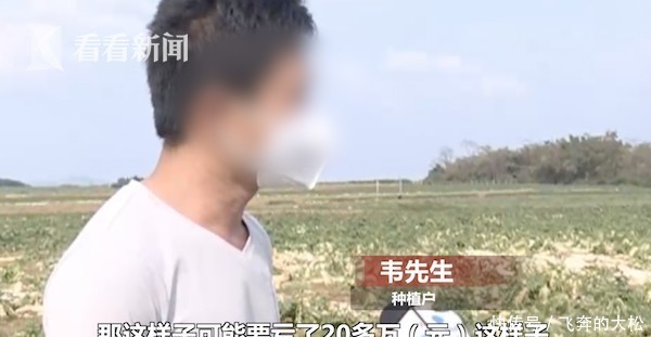 「 拔萝卜」种植户损失20万元，免费？他们听信谣言扎堆拔萝卜