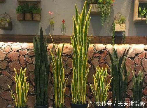  「增加」春季气候太干燥？4种绿植堪称“天然加湿器”，养1盆能增加湿度