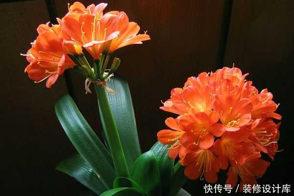  『艳丽』喜欢在家中养护花卉，就要选择花色艳丽多样，花期长的花卉养护
