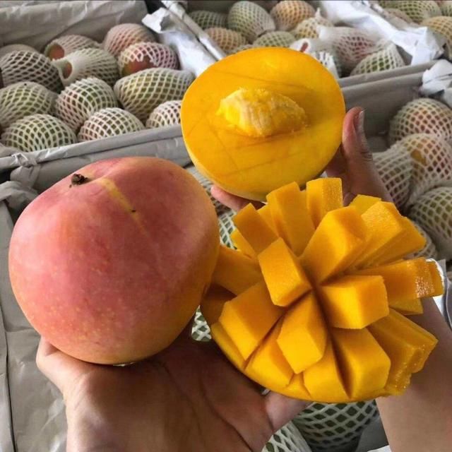  【森林】芒果这么种才长得快，随手一剪，就能种出小森林！
