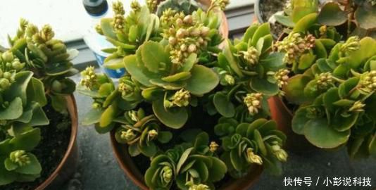  『油绿』长寿花花谢后，多做一件事，叶子更油绿，还能再开一茬花！
