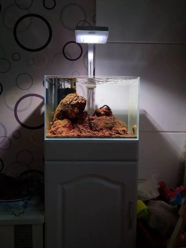  「养草」从养鱼到养草，从雨林缸到水陆缸 | 10年水族之路