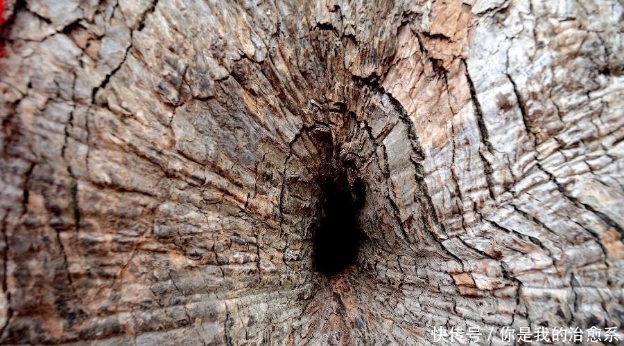 奇观！福建一棵千年古树内藏着一尊佛像，来历不明吸引无数游客